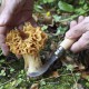 Couteau champignon - Opinel